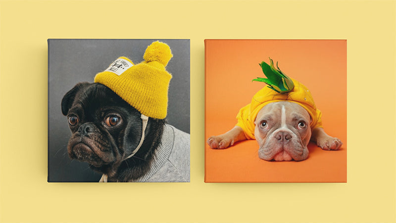 Animal Portraits On Canvas