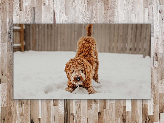11x20 Canvas Prints