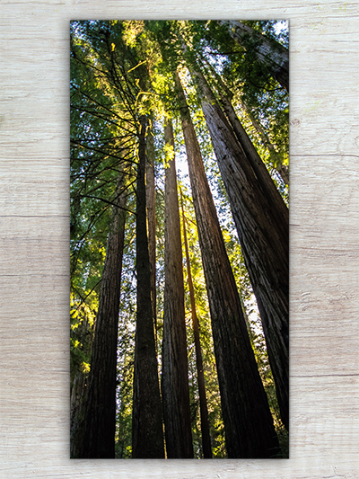 30 x 15 canvas